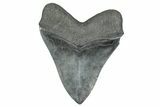 Bargain, Fossil Megalodon Tooth - South Carolina #371763-2